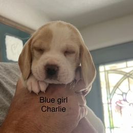 Girl 1 - Lemon female Beagle puppy in Toquerville, Utah from Beautiful Utah Beagles