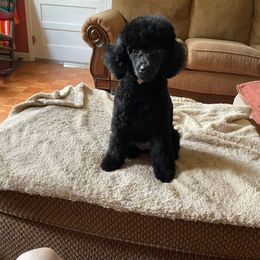 Poodle Puppies from Cindy's Poodles