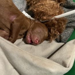 Boykin Spaniel and Goldendoodle Puppies from Double Shot Boykins