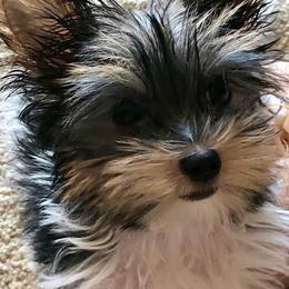 Yorkshire Terrier Puppies from Happy Tails Yorkies