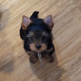 Yorkshire Terrier puppies from Cantlon Yorkshire Terriers