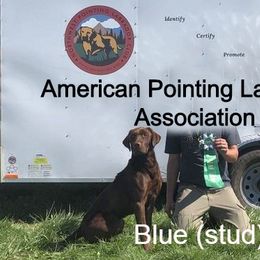 Labrador Retriever All Grown Up from Rocky Mountain Dogs - Utah