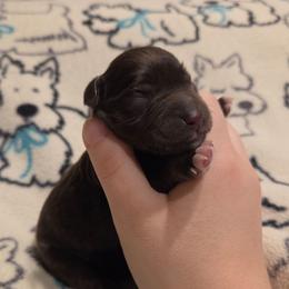 Lupine - Liver male Miniature Schnauzer puppy in Graham, Washington from Olivia's Miniature Schnauzer's