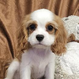 Winston - Blenheim male Cavalier King Charles Spaniel puppy in Draper, Utah from Peaks Pups — Exceptional by Nature. Raised with Purpose.