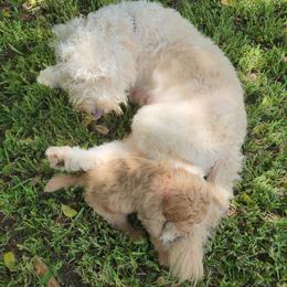 Goldendoodle Puppies from Costa's Curly Canines