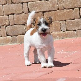 Beezie Girl 2 - White and tan female Russell Terrier puppy in Middletown, Virginia from DBF Russell Terriers