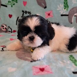 Tia - Black and white female Shih Tzu puppy in Silver Springs, Nevada from Meadowlyn's Dream Shih Tzu