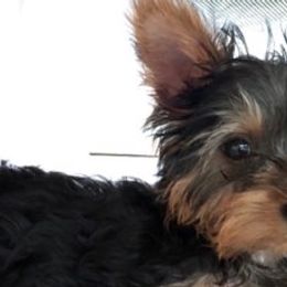 Yorkshire Terriers from Shay's Yorkies