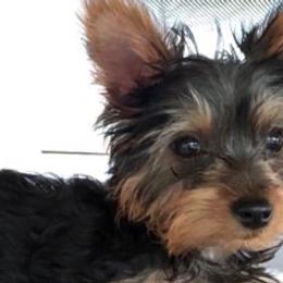 Yorkshire Terriers from Shay's Yorkies