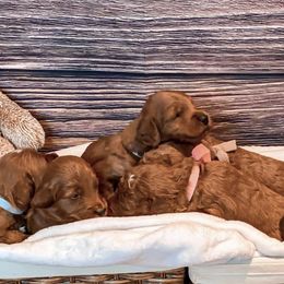 Goldendoodles from Maysdoodles