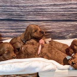 Goldendoodles from Maysdoodles