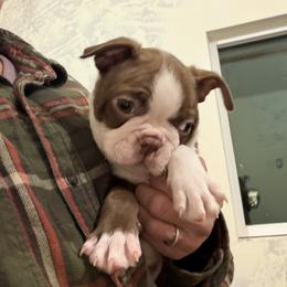 Ruben - Lilac male Boston Terrier puppy in Tenmile, Oregon from High Plains French Bulldogs,Boston Terriers and Frenchtons.