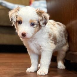 George - Red merle male Miniature Australian Shepherd puppy in Athol, Idaho from Northern Aussies
