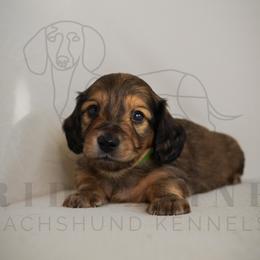 Valentino - Cream male Dachshund puppy in Temecula, California from Naomi Magee's Dachshund Kennel