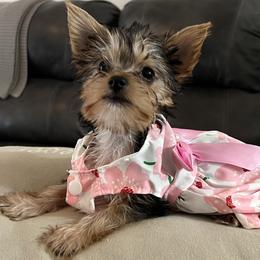 Yorkshire Terrier Puppies from Behrens_Beauties