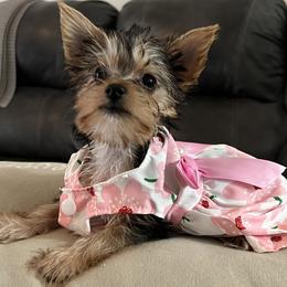 Yorkshire Terrier Puppies from Behrens_Beauties