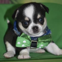Ash - Black and tan male Chihuahua puppy in Gloucester, Virginia from Charlotte's Web of Chihuahuas