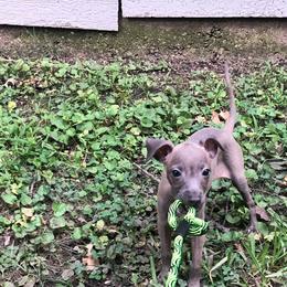 Italian Greyhound and Pekingese Puppies from Oremor's
