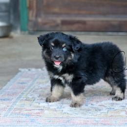 Bees Knees - Black tri female Miniature Australian Shepherd puppy in Prague, Oklahoma from Clay Creek Aussies