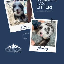 Assorted Doodle Crosses, Aussiedoodle, Australian Mountain Doodle, and Miniature Australian Shepherd Puppies from Aspen Mountain Doodles LLC