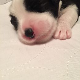 Bearded Collie Puppies from McCrystal Beardies