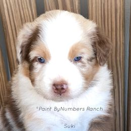 Suki - Red merle female Australian Shepherd puppy in Magee, Mississippi from Paint ByNumbers Ranch