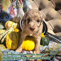 Aussiedoodle, Poodle, and Toy Australian Shepherd Puppies from High Desert Companions
