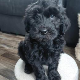 Silas - Black male Goldendoodle puppy in Eau Claire, Wisconsin from Fisher River Doodle's