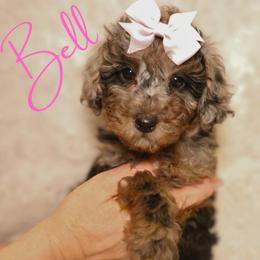 Bell - Merle female Goldendoodle puppy in Enfield, Connecticut from Sweet Connecticut Doodles