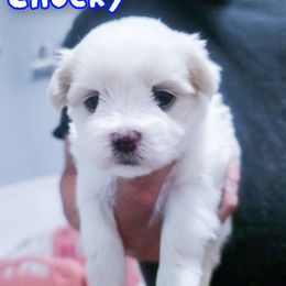 Chucky - White male Maltese puppy in Belleville, Michigan from Michigan Maltese Puppies