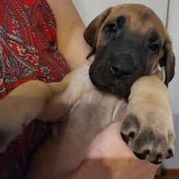 Great Danes from Mo'Danes