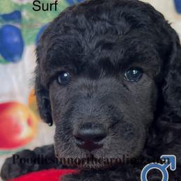 Surf - Silver male Poodle puppy in Greenville, North Carolina from Grace Poodles