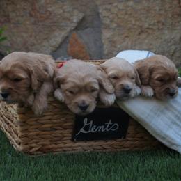 Cavalier King Charles Spaniel and Cavapoo Puppies from Catella Cavaliers and Cavapoos