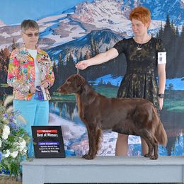 Flat-Coated Retriever All Grown Up from Shayna Flat-Coated Retrievers