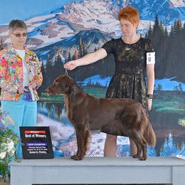 Flat-Coated Retriever All Grown Up from Shayna Flat-Coated Retrievers