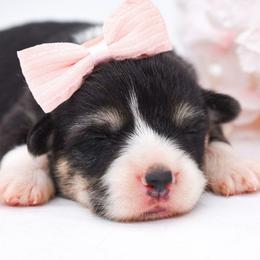 Kasumi (redheaded tricolor female) - Black and tan female Pembroke Welsh Corgi puppy in San Antonio, Texas from Moxxi's Legacy Corgis