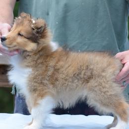 Cassie - Sable and white female Shetland Sheepdog puppy in North Carolina from Sunway Kennels