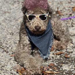 ROXIE - Goldendoodle