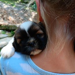 Peach - Brindle and white female Shih Tzu puppy in Lebanon, Pennsylvania from Stoney Acre Farms