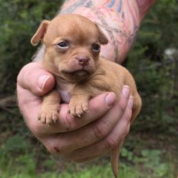 Orange - Gold male Chihuahua puppy in East Camden, Arkansas from RoyAl
