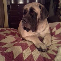 Mastiff Puppies from Celtic's Mastiffs