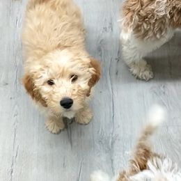 Goldendoodle and Poodle Puppies from KB Doodles