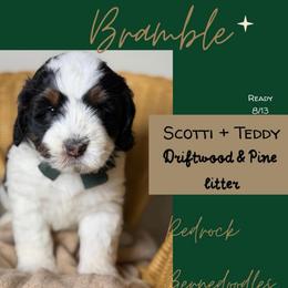 Bramble - Tri-color male Bernedoodle puppy in Syracuse, Utah from Redrockbernedoodles