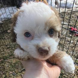 Pearl - White and chocolate female Chinese Crested puppy in Frederick, Maryland from Lovable Cresteds