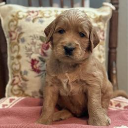 Sneezy- Gray - Apricot male Goldendoodle puppy in Bay City, Texas from Charming Doods Goldendoodles