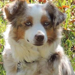 Miniature American Shepherds and Miniature Australian Shepherds from Vigilante Mini Aussies