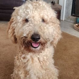 Derrin - Goldendoodle