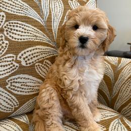 Ivy - Apricot female Goldendoodle puppy in Jones, Michigan from KaZoo Doodles
