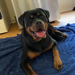 Peaches - Rottweiler