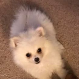 Pomeranians from Spychalski Pomeranians